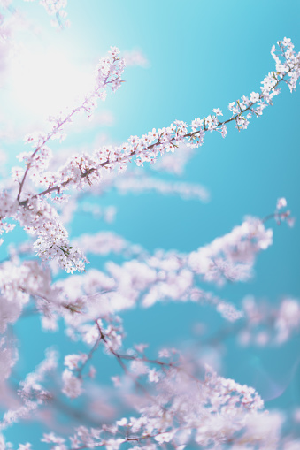 Plum tree flowers on the blue sky background. Pastel color toned.