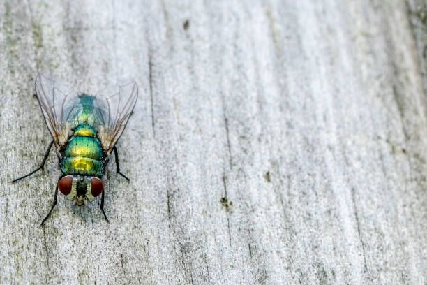istock Green bottle fly on a fence left hand side 1138109599