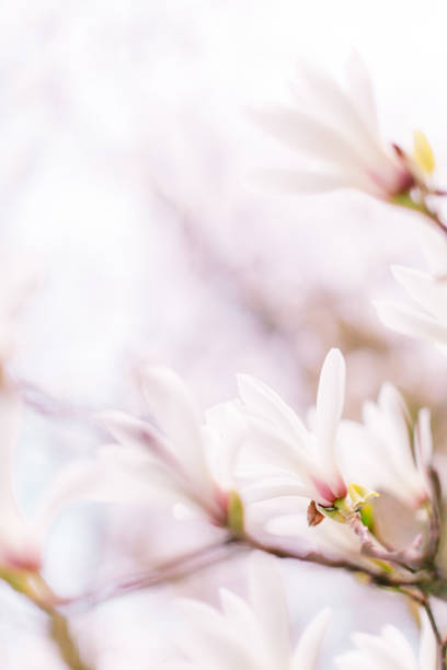 fleurs de magnolia sur le fond bleu de ciel - spring magnolia flower sky photos et images de collection