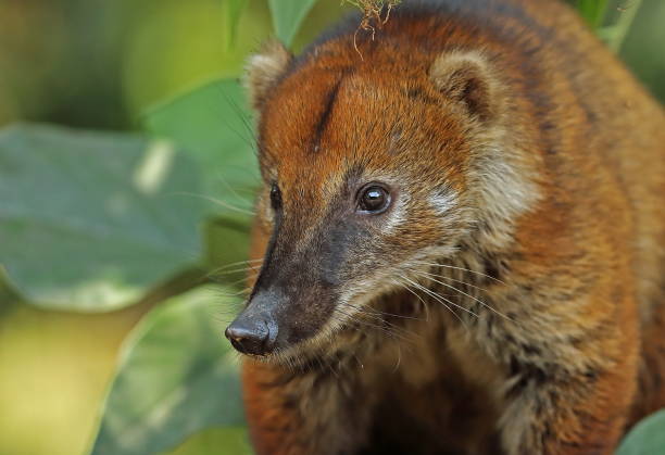 istock South American Coati 1138112371