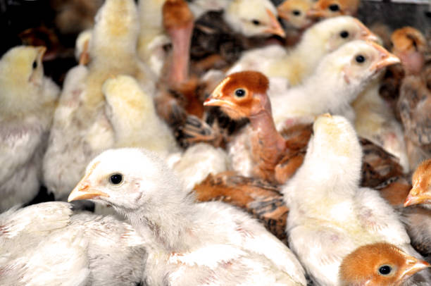 istock little chickens on a home farm 1138114145