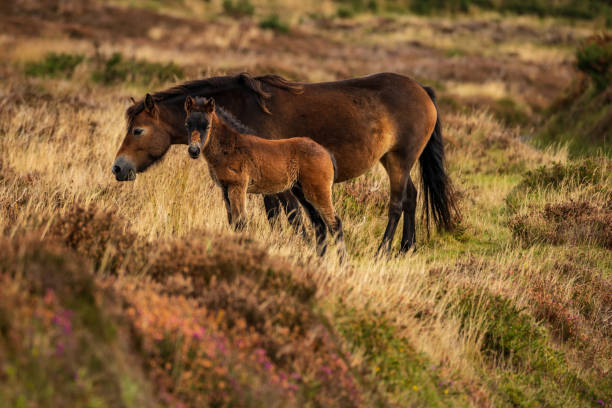 istock Wild Exmoor Ponies, Somerset, England 1138114235