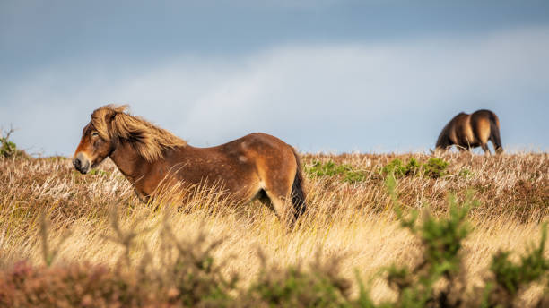 istock Wild Exmoor Ponies, Somerset, England 1138114241