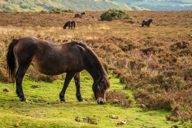 istock An Exmoor Pony, Somerset, England 1138114245