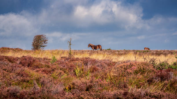 un pony exmoor, somerset, inglaterra - exmoor national park fotografías e imágenes de stock