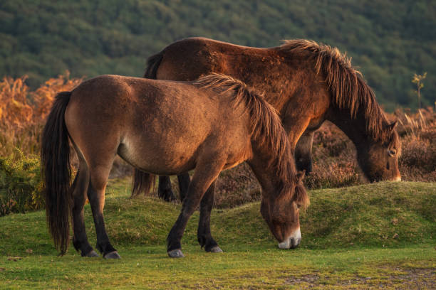 istock Wild Exmoor Ponies, Somerset, England 1138114280