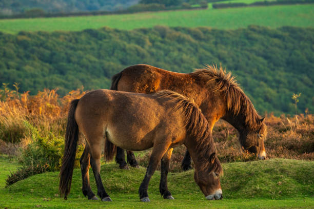 istock Wild Exmoor Ponies, Somerset, England 1138114286
