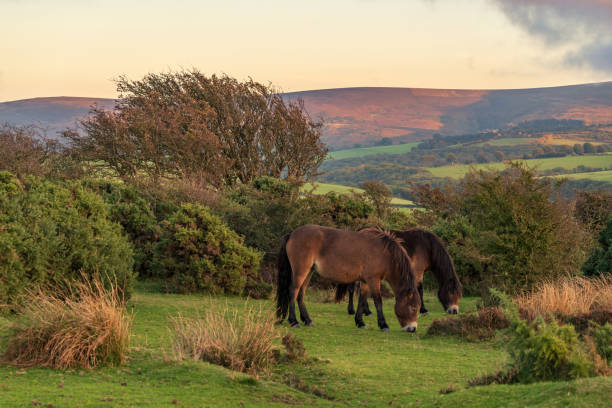 istock Wild Exmoor Ponies, Somerset, England 1138114289