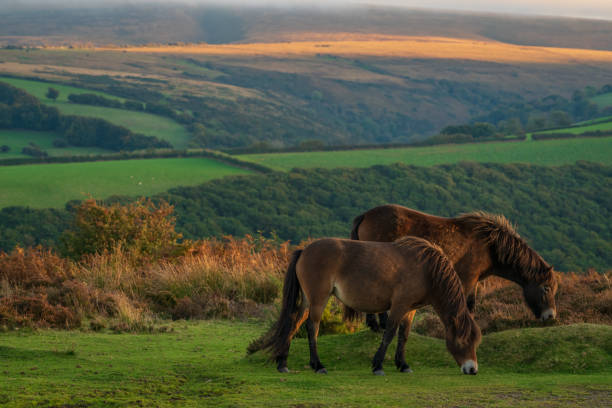 istock Wild Exmoor Ponies, Somerset, England 1138114291