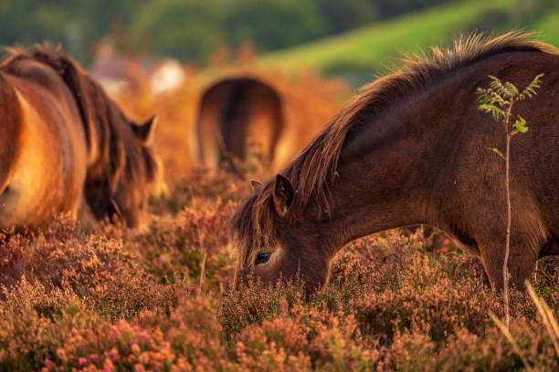 Wild Exmoor Ponies, Somerset, England