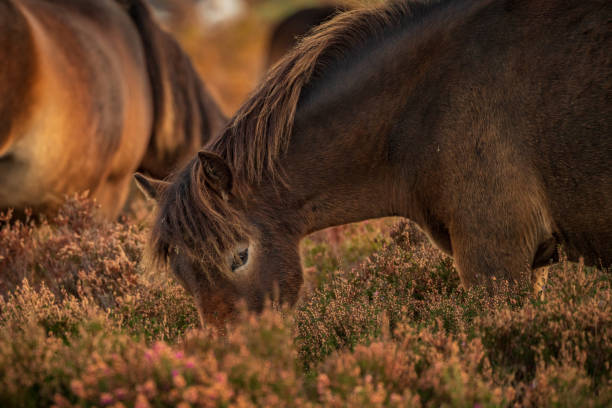 istock Wild Exmoor Ponies, Somerset, England 1138114308