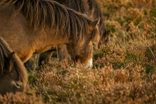 istock Wild Exmoor Ponies, Somerset, England 1138114316