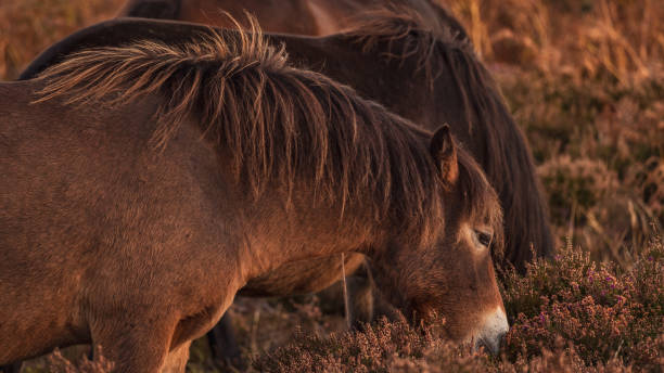 istock Wild Exmoor Ponies, Somerset, England 1138114320