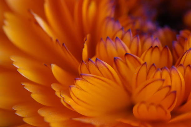 istock Flower in love 3 1138115536