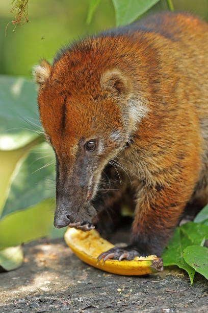 istock South American Coati 1138115644