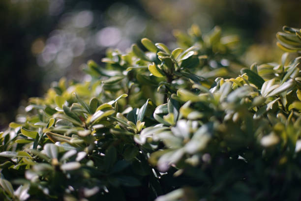 istock green leaves closeup 1138116921