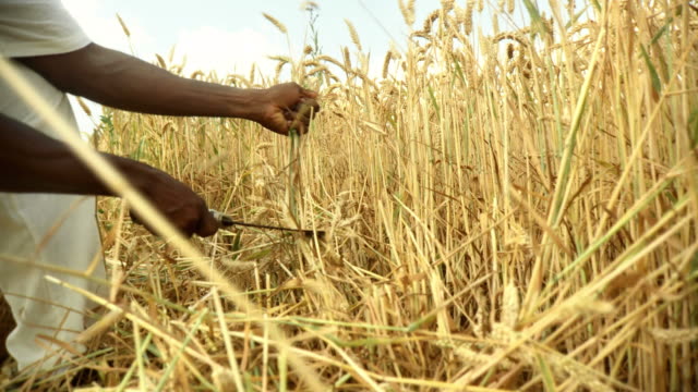 HD: African Farmer Reaping Wheat