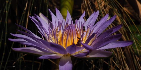 A stunning, purple lotus flower with native bees feeding from it.