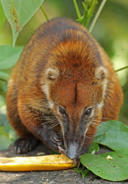 istock South American Coati 1138119383