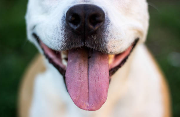 istock Dog having a big smile 1138121297