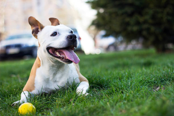 istock Friendly Dog having a big smile 1138121526