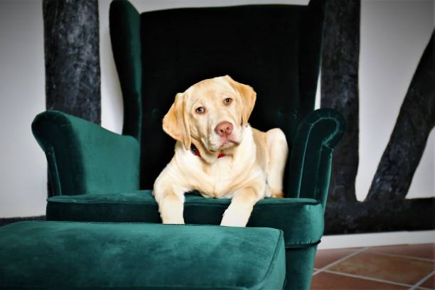 istock An Image of a dog 1138122748