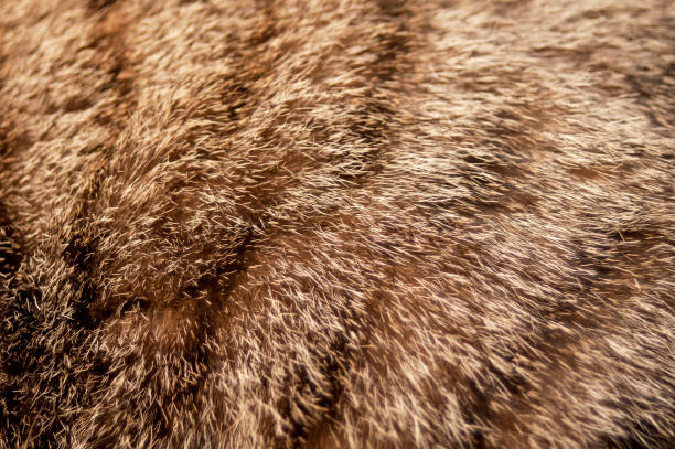 istock Striped cat hair. Background. 1138122763