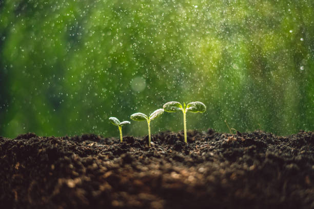 istock Growth Trees concept seedlings nature background Beautiful green 1138123242