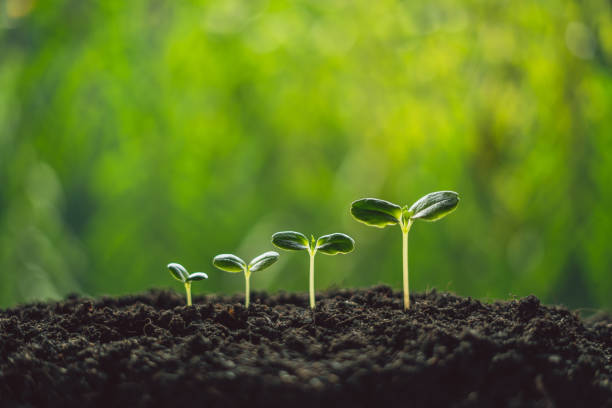 istock Growth Trees concept seedlings nature background Beautiful green 1138123265