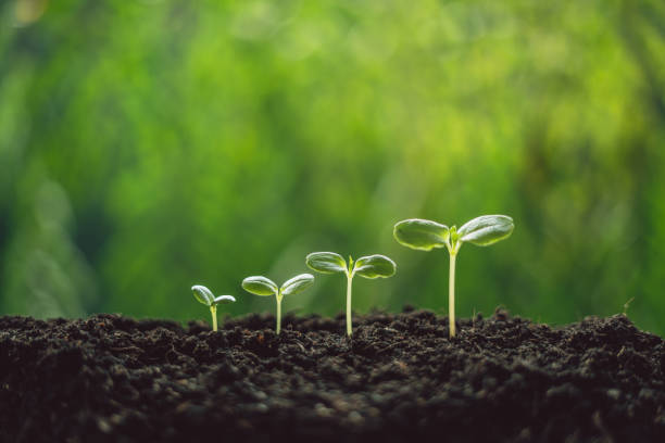 istock Growth Trees concept seedlings nature background Beautiful green 1138124078