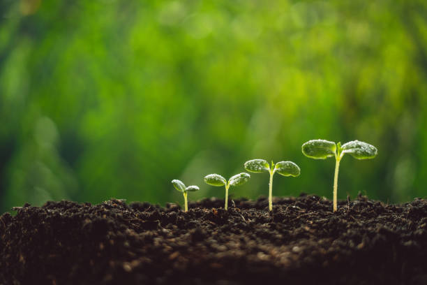 istock Growth Trees concept seedlings nature background Beautiful green 1138124204
