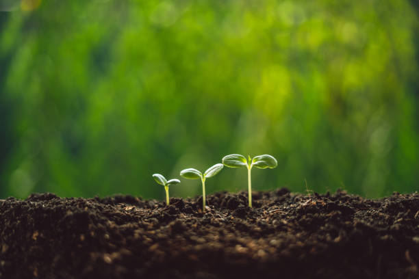 istock Growth Trees concept seedlings nature background Beautiful green 1138124524