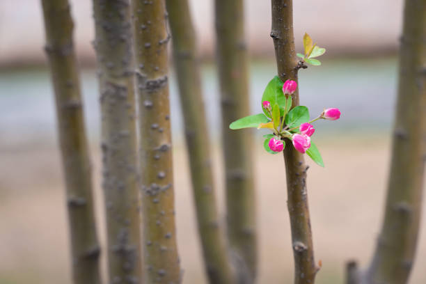 A bunch of flowers on branches in the spring,Beautiful little apple tree flowers closeup