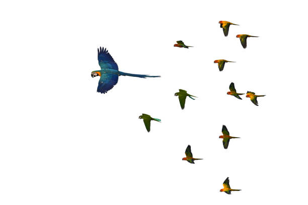 istock Beautiful colorful bird 1138124801