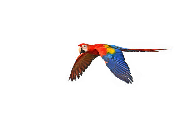 istock red and green macaw 1138125460
