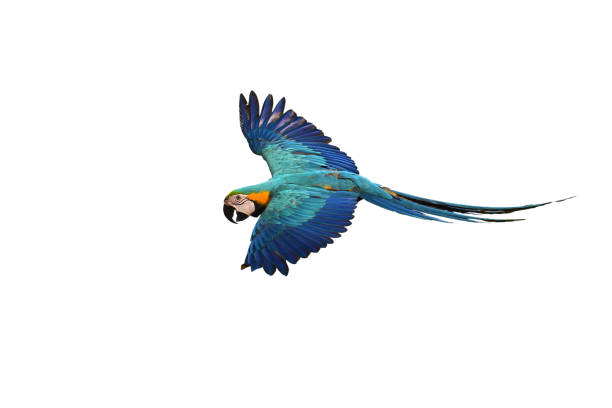 niebiesko-złota macaw - floating bird zdjęcia i obrazy z banku zdjęć
