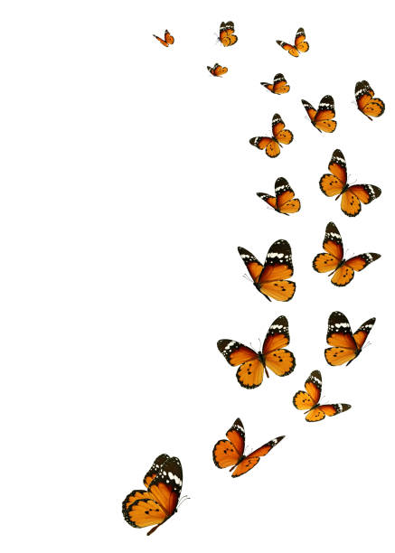istock Beautiful monarch butterfly 1138125872