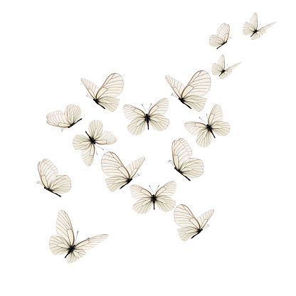 Beautiful White Butterfly Stock Photo - Download Image Now - Butterfly -  Insect, Flying, White Background - iStock