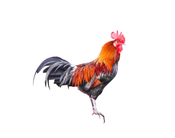 istock Isolated colorful fighting cock standing on white background with clipping path 1138126670