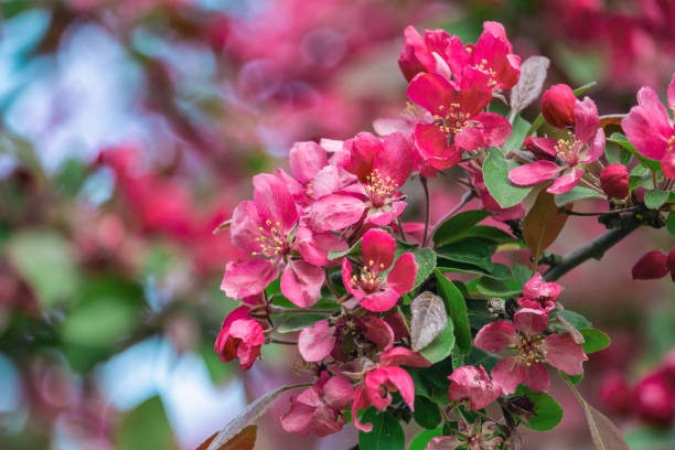 istock Saturated pink apple blossom close-up 1138128140