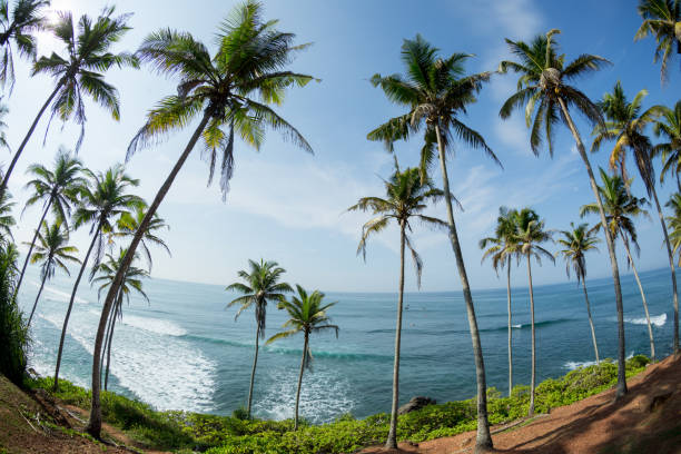 istock View of coconut trees at seaside under blue sky,Sri lanka 1138128225