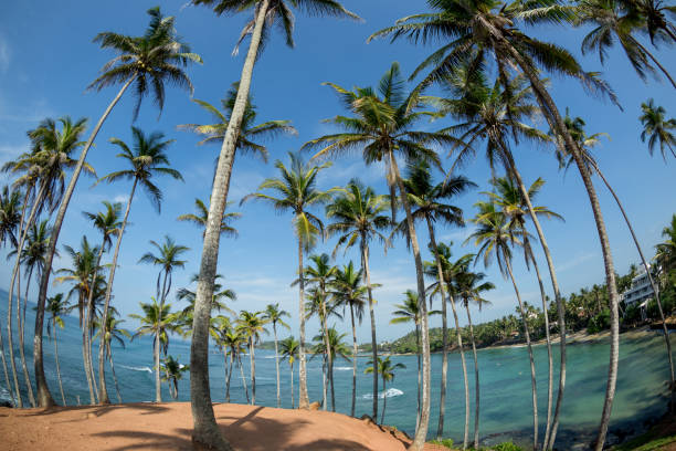 istock View of coconut trees at seaside under blue sky,Sri lanka 1138128279