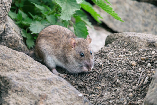 istock Brown rat sitting on a stones with green nettle in background 1138128290
