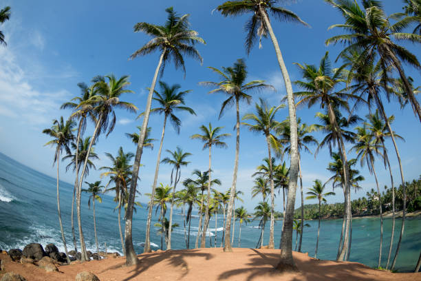 istock View of coconut trees at seaside under blue sky,Sri lanka 1138128337