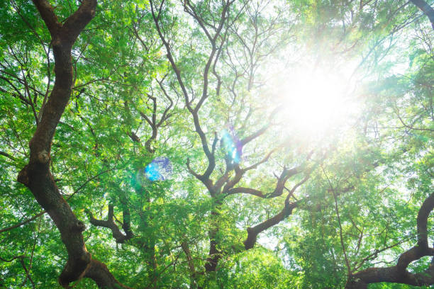 istock Summer green leaves ,forest trees. nature green leaf and  tree branch sunlight background 1138128461