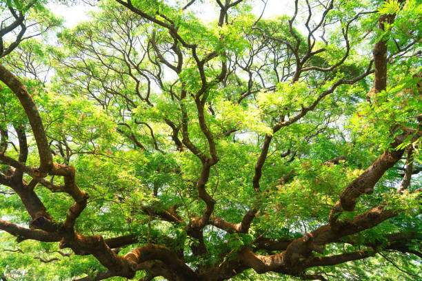 istock Summer green leaves ,forest trees. nature green leaf and  tree branch sunlight background 1138128497