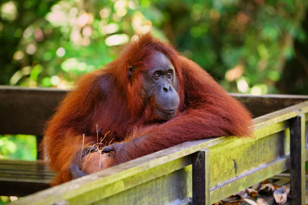 bornean orang-outan à semenggoh réserve naturelle et centre de réhabilitation de la faune - kuching photos et images de collection