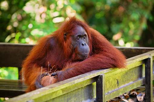 Wild Bornean orangutan at Semenggoh Nature Reserve, Wildlife Rehabilitation Centre in Kuching. Orangutans are endangered apes inhabiting rainforests of Borneo ( Kalimantan ) in Malaysia and Indonesia