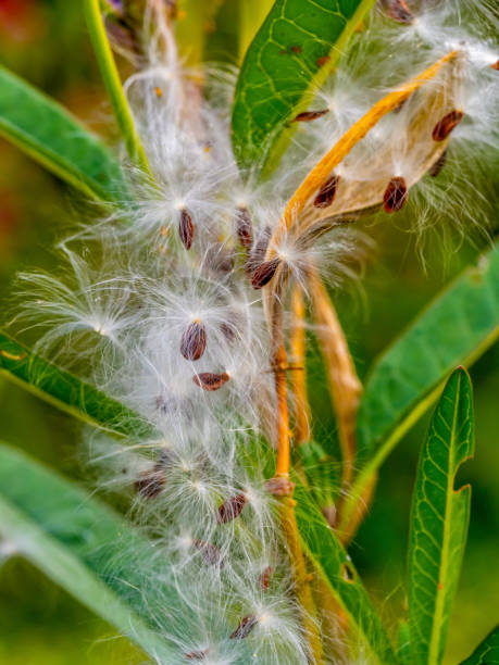 istock common milkweed, butterfly flower 1138129582