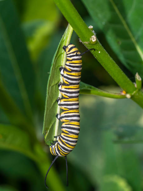 istock monarch butterfly, Danaus plexippus 1138129731